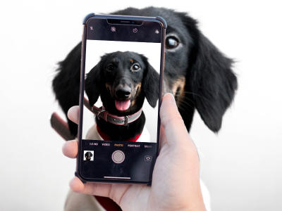 Happy black dachshund posing for a smartphone photo. Best tips, tools, and accessories for capturing perfect dog pictures.